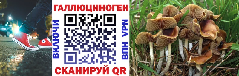 Галлюциногенные грибы Psilocybine cubensis  где купить   Нальчик 